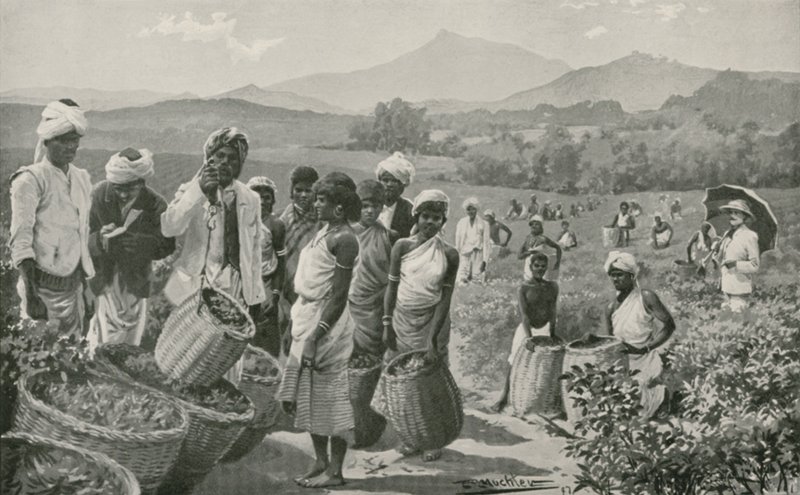 Utsikt over en tehage i Ceylon av English School