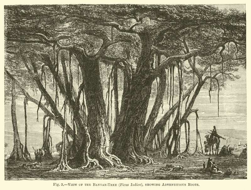 Utsikt over Banyan-treet (Ficus Indica), som viser tilfeldige røtter av English School