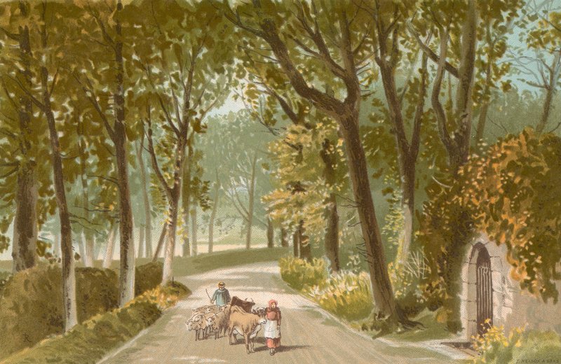 Vinchelez Lane - Jersey av English School