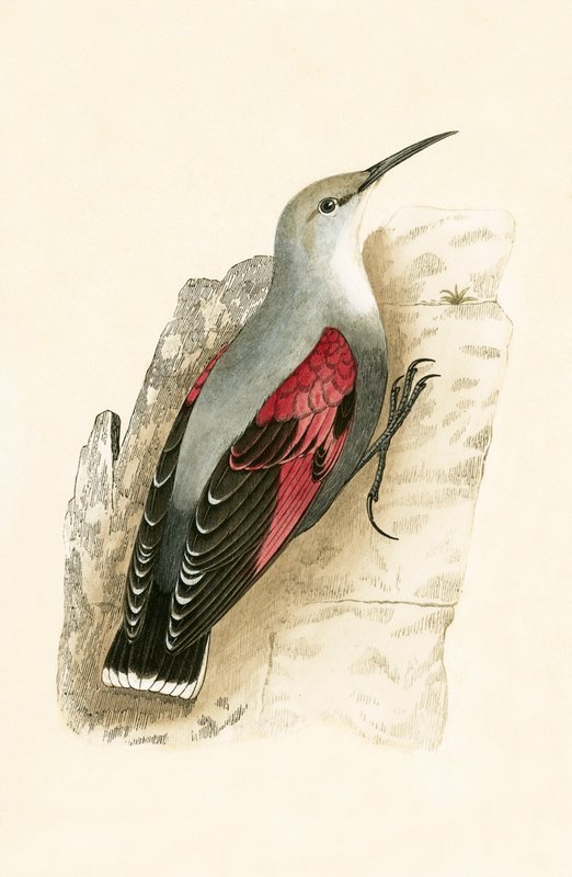 Wall Creeper, illustrasjon fra 