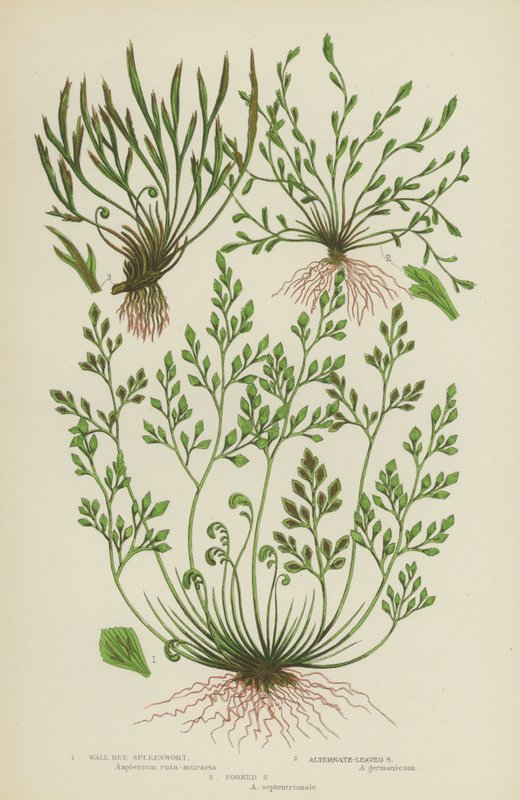 Vegg Rue Spleenwort, Alternativ-Leaved Spleenwort, Forked Spleenwort (farge litho) av English School