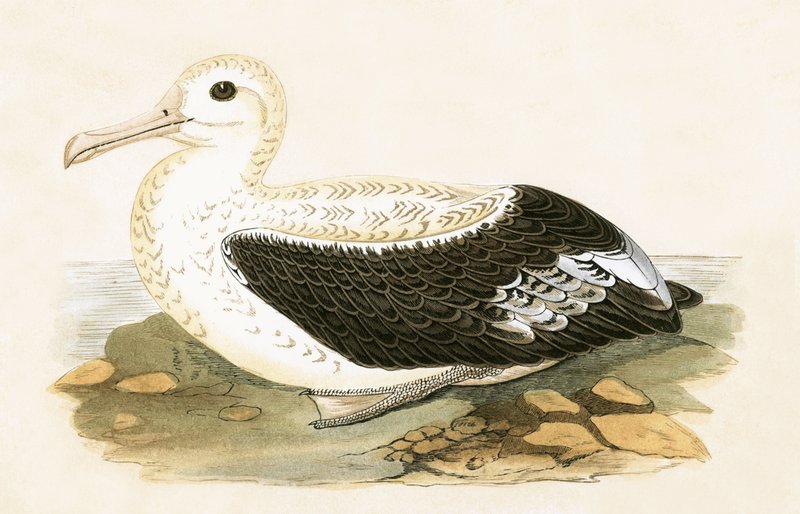 Vandrende albatross, illustrasjon fra 
