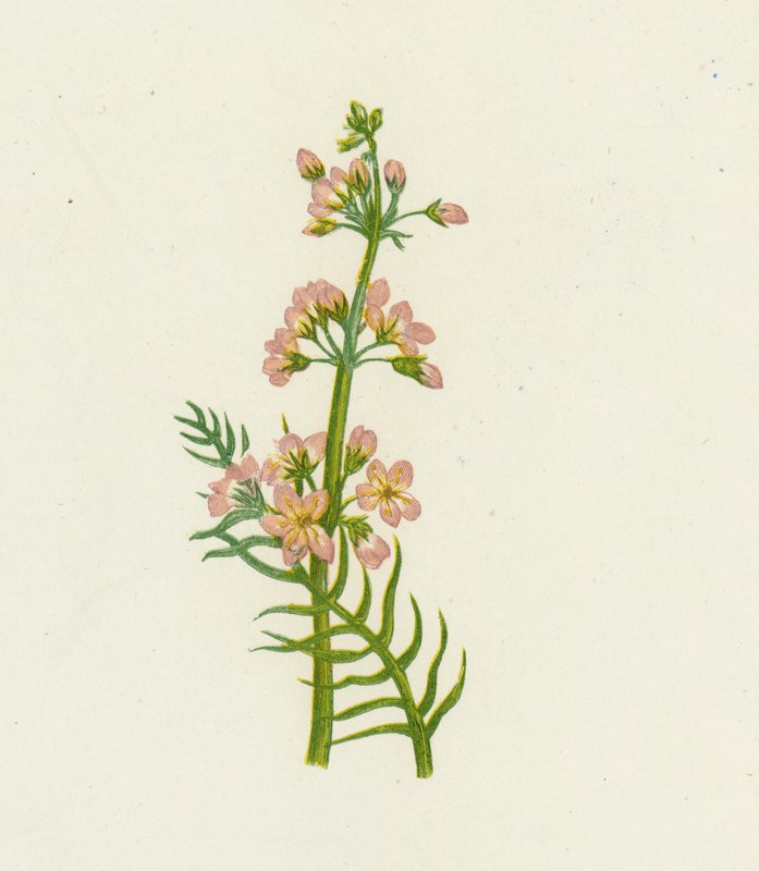 Vannfiolett, Hottonia Palustris av English School
