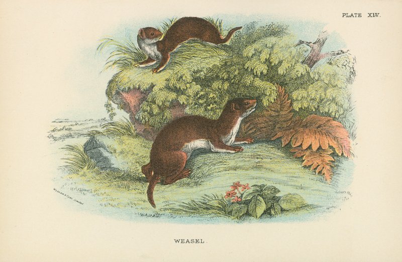 Weasel av English School