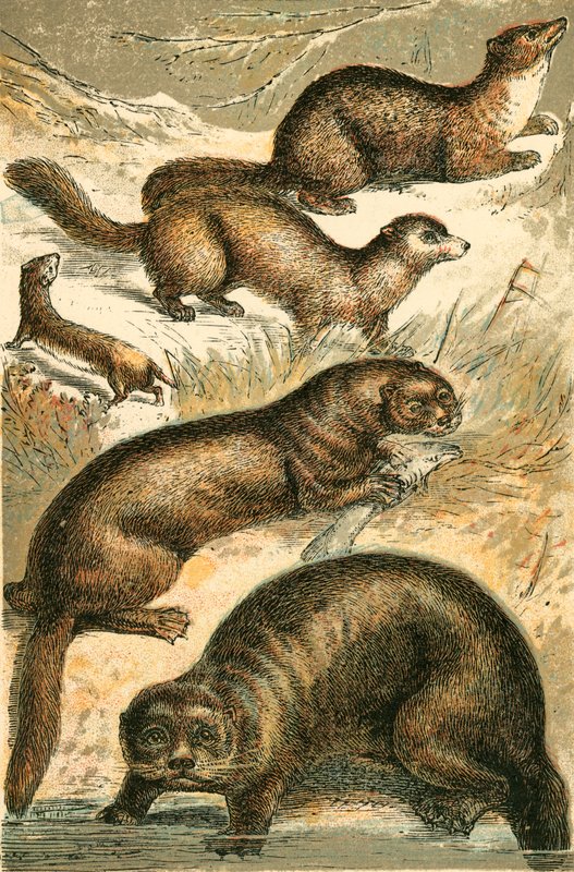 Vesel, Sobel, Mår, Otter og Havoter av English School