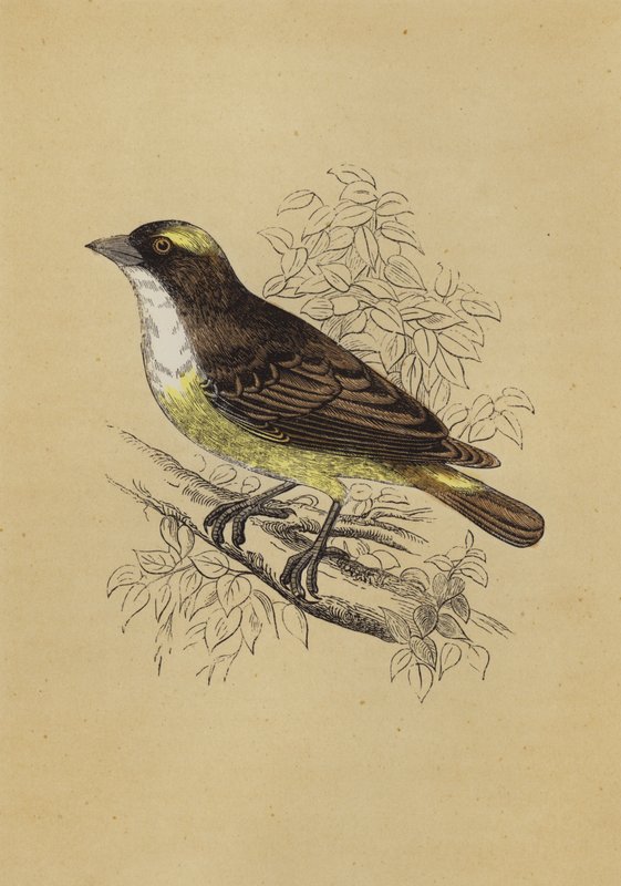Weaver Bird (farge litho) av English School