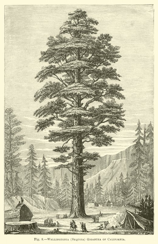 Wellingtonia (Sequoia) Gigantea fra California av English School