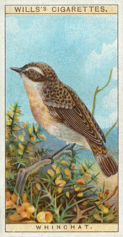 Whinchat av English School