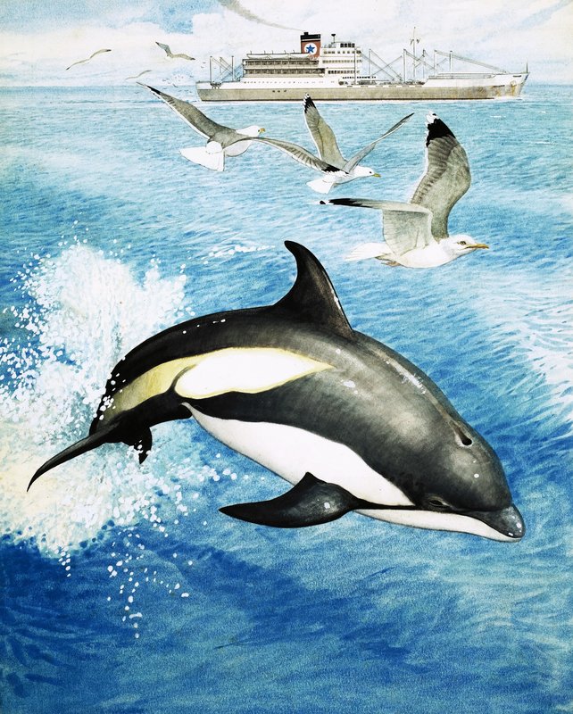 Hvitsidet delfin hopper gjennom bølgene av English School
