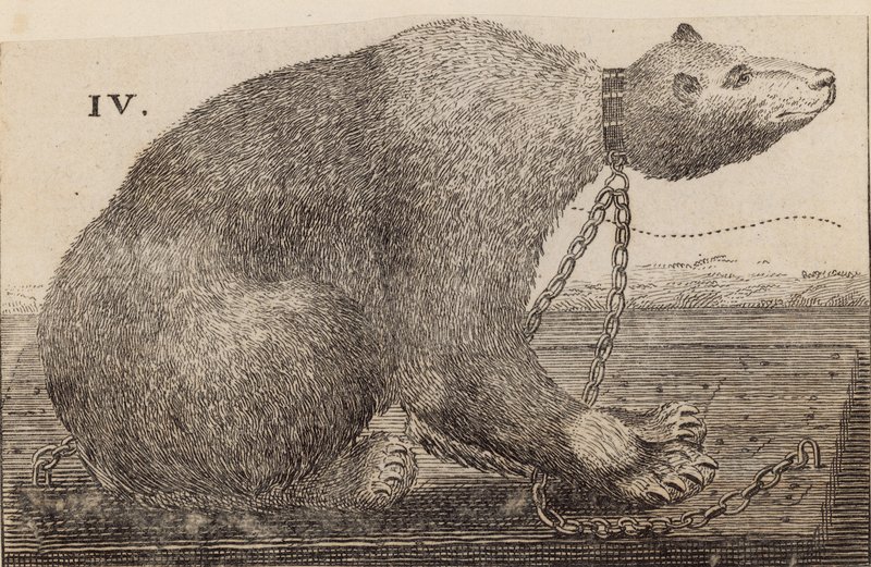White Bear vist på Mr Bodys, Mulberry Garden av English School
