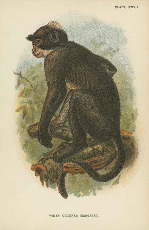 Hvit kronet Mangabey av English School