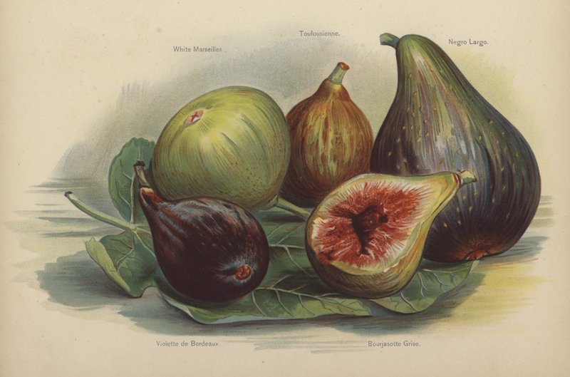 White Marseilles, Toulouse, Schwarze Largo, Violette de Bordeaux, Bourjasotte Grise av English School
