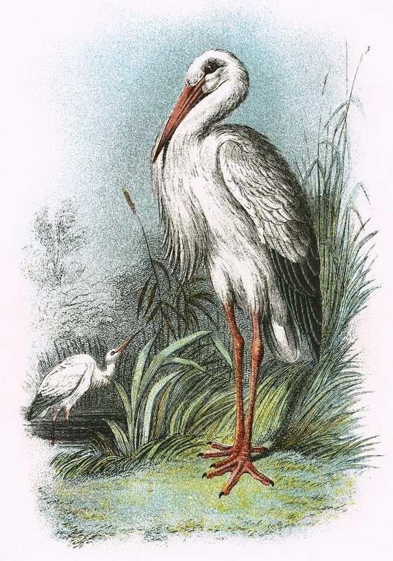 Hvit stork av English School