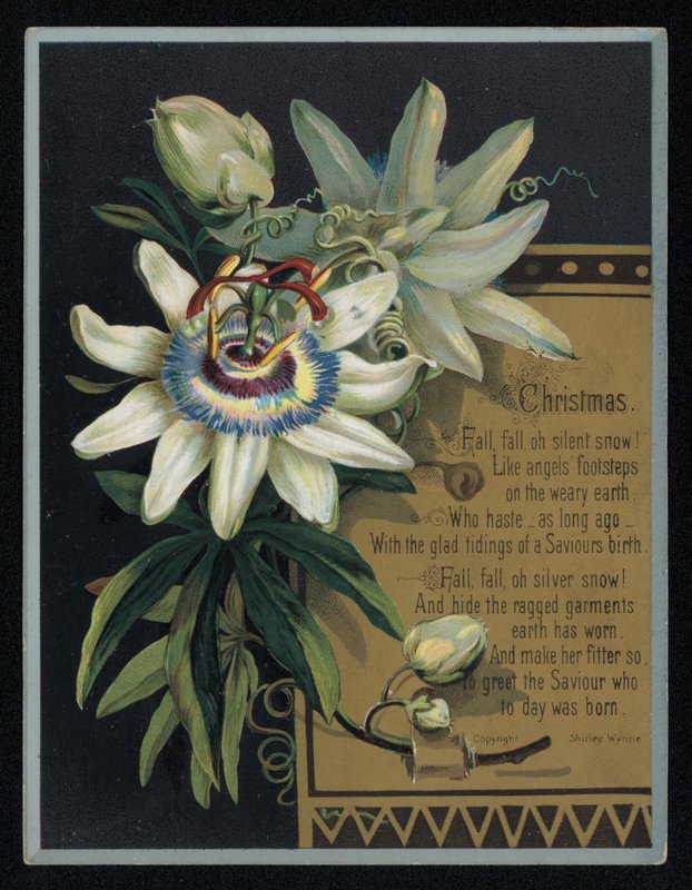 Hvit pasjonsblomst, julehilsenskort. (chromolitho) av English School