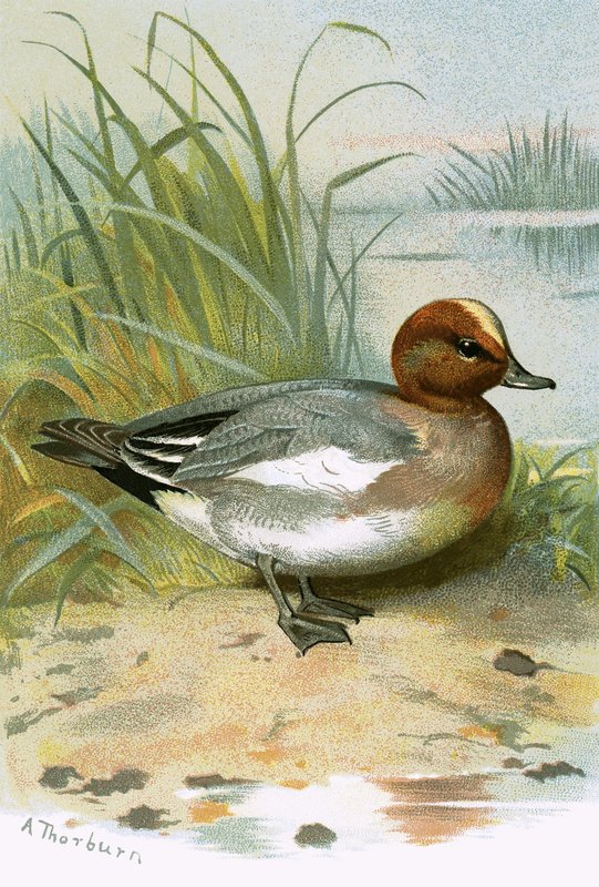 Widgeon av English School