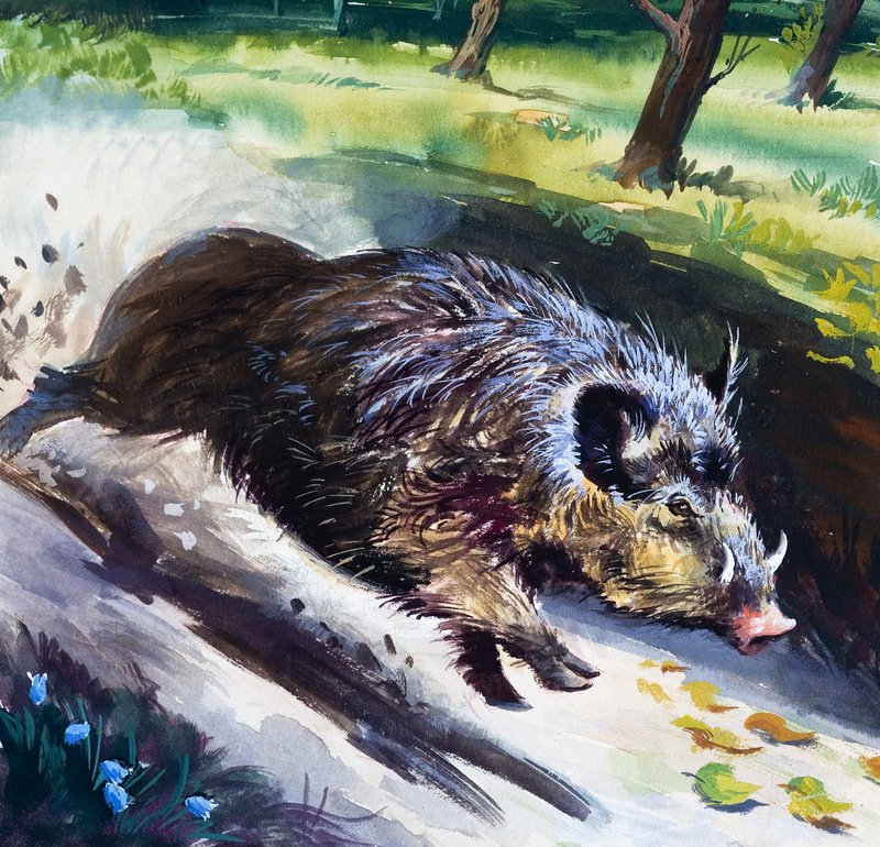 Villsvin (gouache på papir) av English School