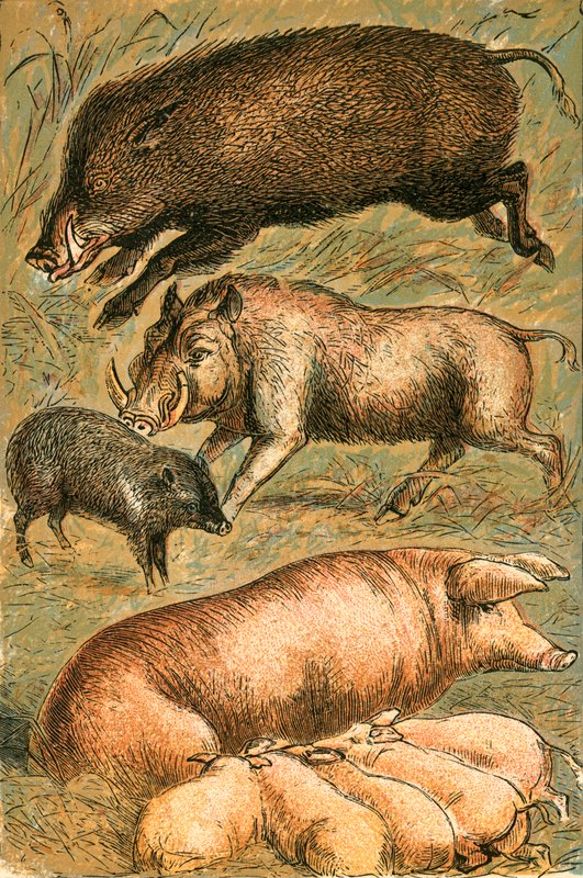 Villsvin, vortesvin, peccary, purke og griser av English School