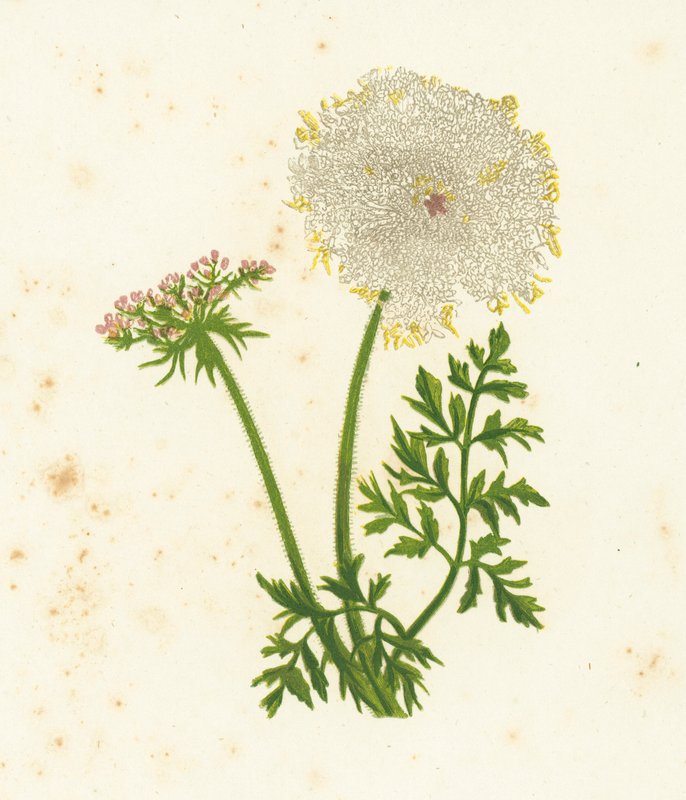 Vill gulrot, Daucus Carota av English School