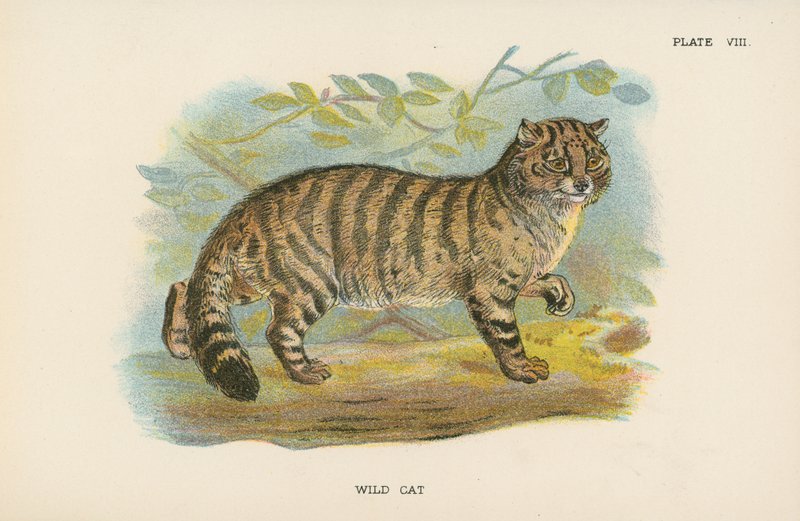 Villkatt av English School