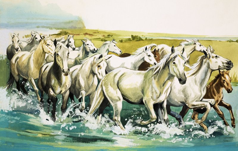 Wild Horses of the Camargue, 1971 av English School