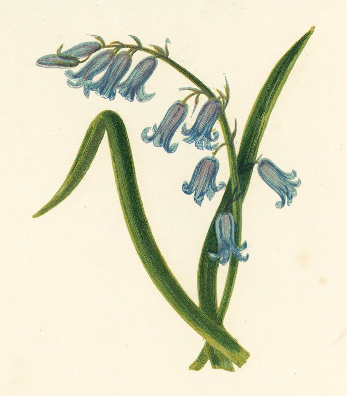 Vill Hyacinth, Hyacinth uten manus (farge litho) av English School