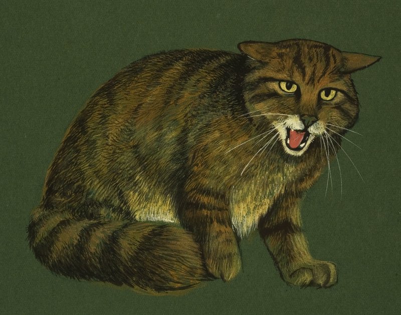 Villkatt av English School