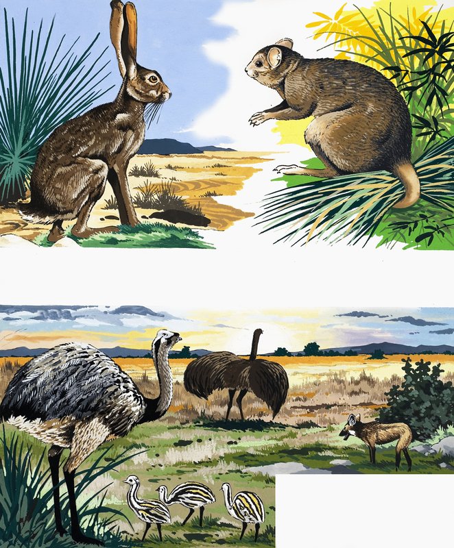 Wildlife montasje av English School