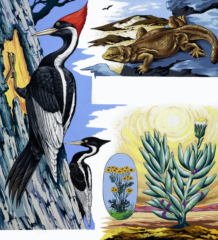 Wildlife montasje av English School