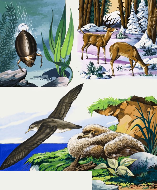 Wildlife montasje av English School
