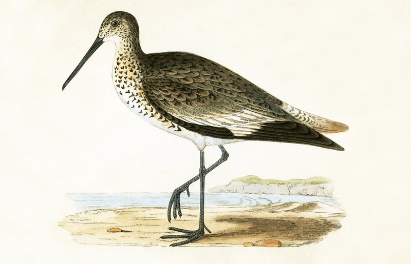 Willet, illustrasjon fra 