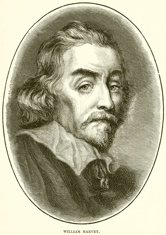 William Harvey av English School