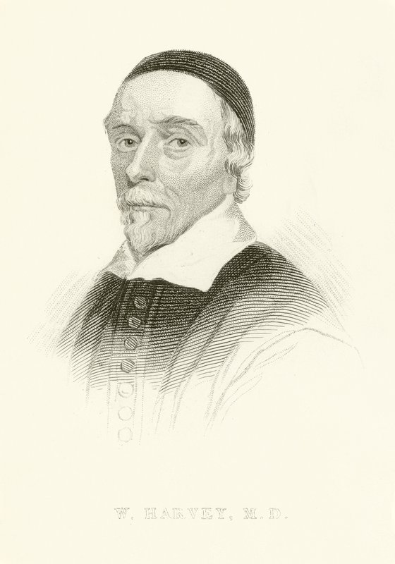 William Harvey av English School