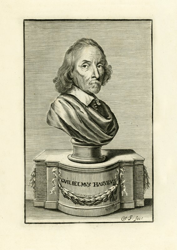 William Harvey av English School