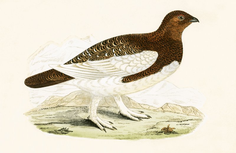 Willow Grouse, illustrasjon fra 