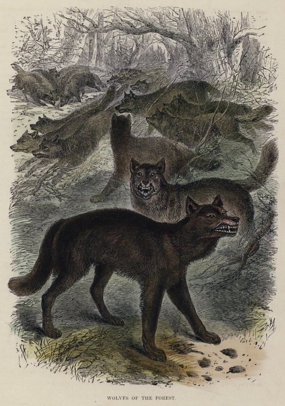 Wolves of the Forest (farget gravering) av English School