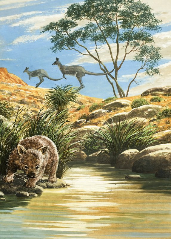 Wombat og kenguruer av English School