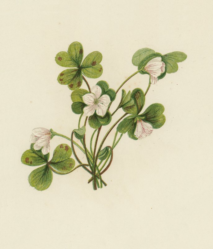 Tresyre, Oxalis Acetosella (farge litho) av English School