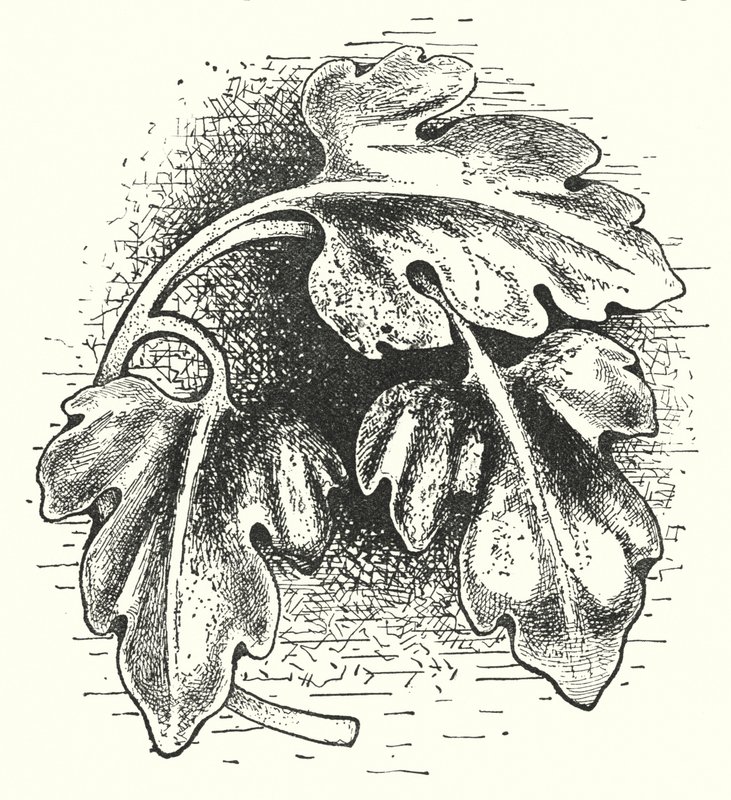 Treskjæring: Blad (gravering) av English School