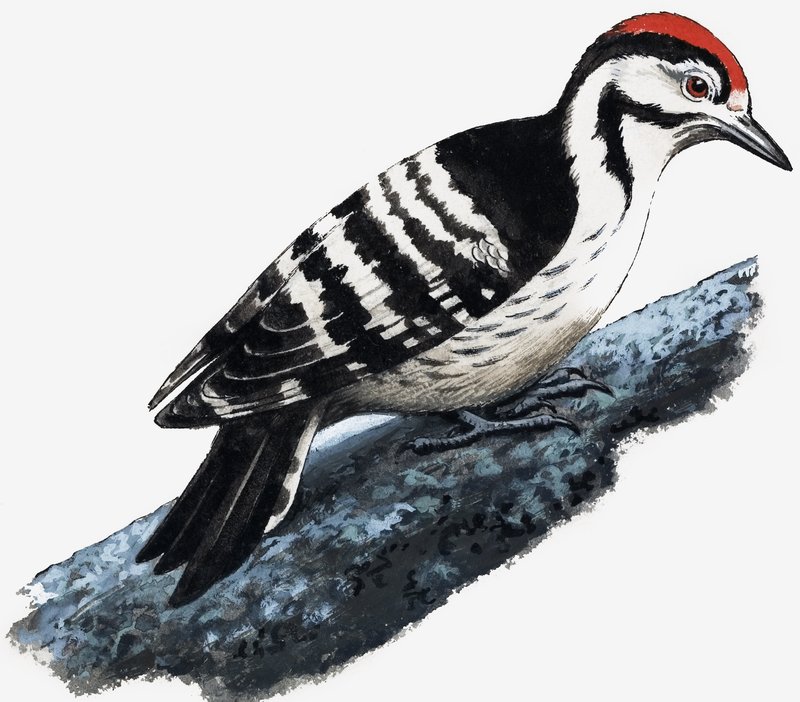 Hakkespett (Downy Woodpecker) av English School
