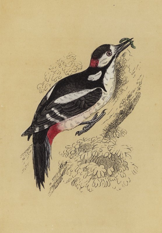 Hakkespett (farge litho) av English School
