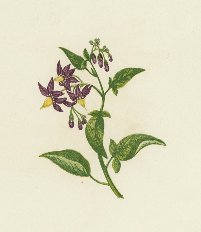 Woody Nightshade, eller Bitter Sweet, Solanum Dulcamara (farge litho) av English School