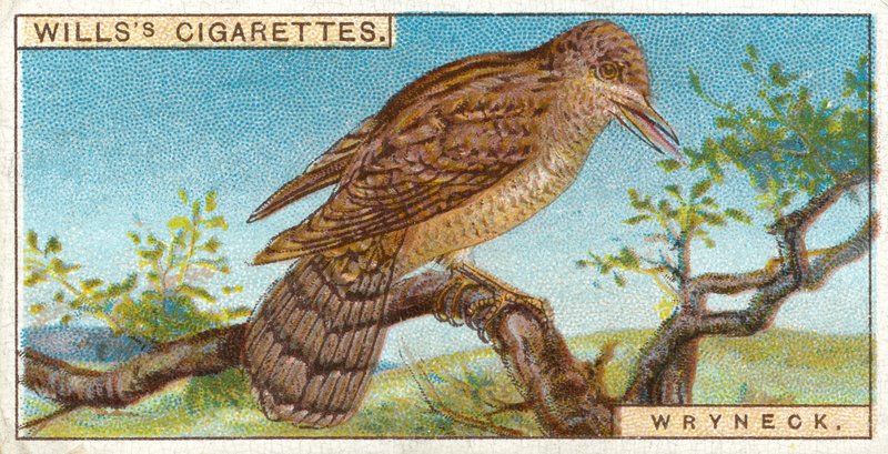 Wryneck av English School