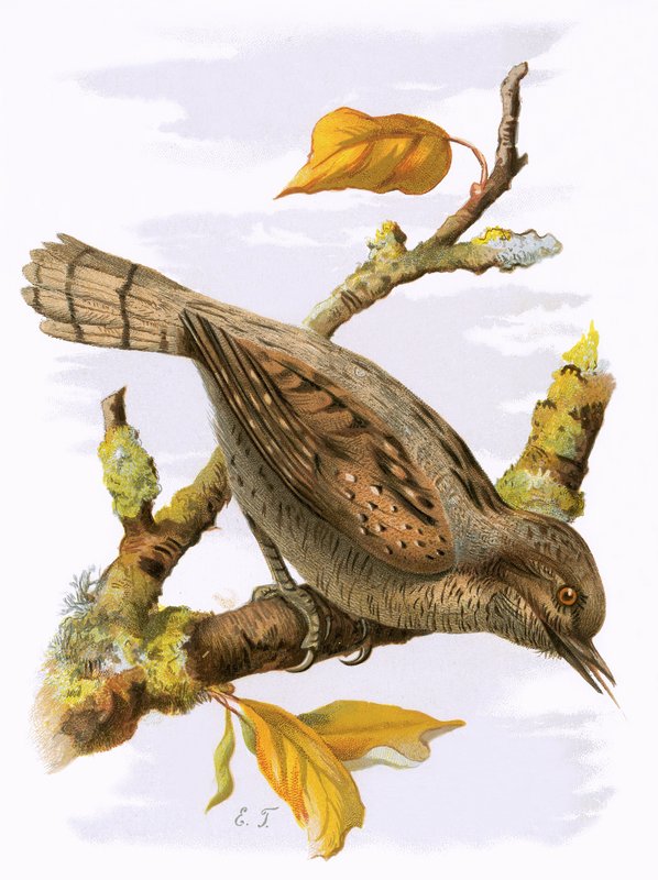 Wryneck av English School