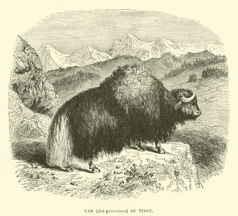 Yak (Bos grunniens) fra Tibet av English School