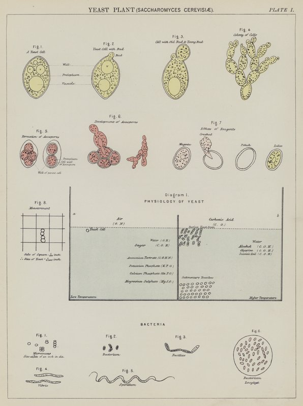 Gjærplante, Saccharomyces Cerevisiae (fargelitografi) av English School