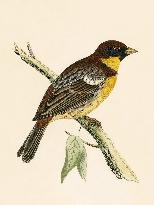 Yellow Breasted Bunting, illustrasjon fra 