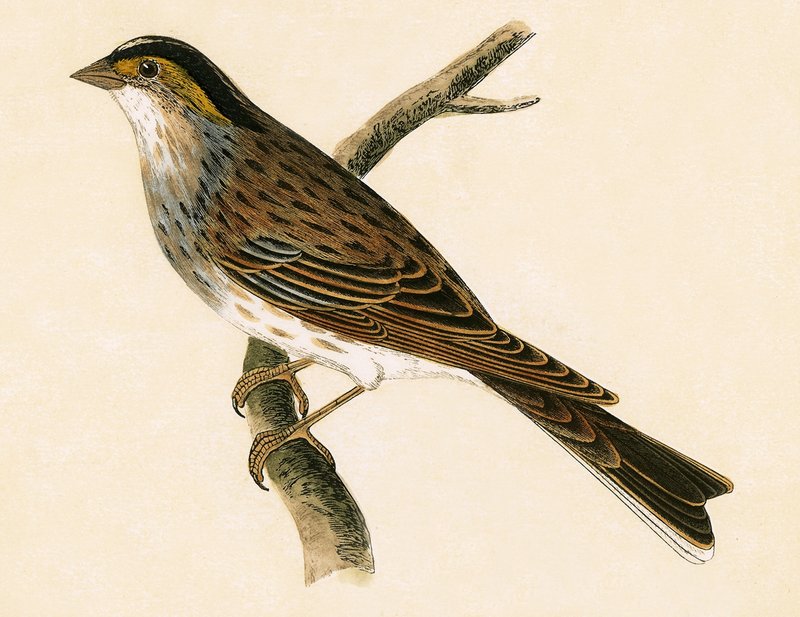 Yellow Browed Bunting, illustrasjon fra 