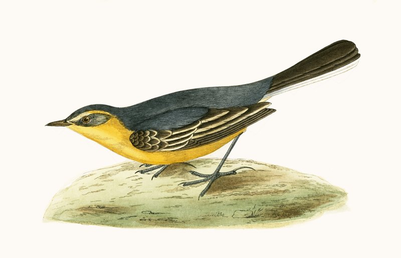 Yellow Headed Wagtail, illustrasjon fra 