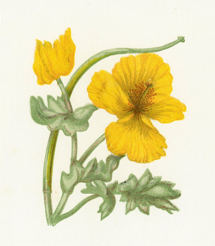Gulhornvalmue, Glaucium Luteum av English School