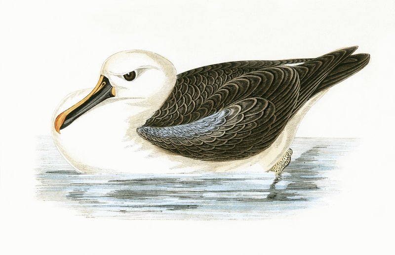 Yellow Nosed Albatross, illustrasjon fra 